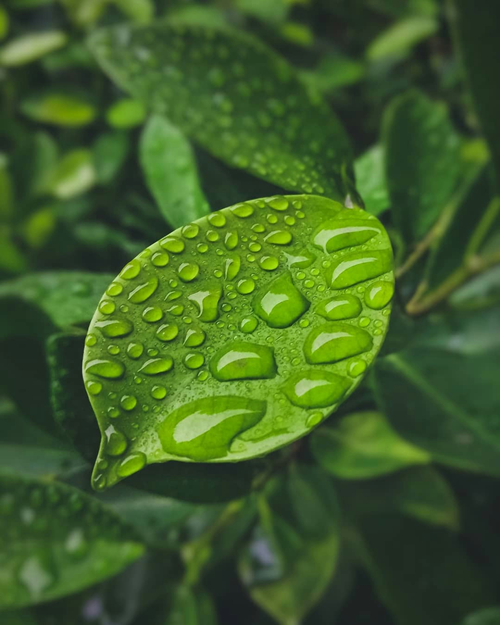 Top 5 Ingredientes Naturales en Tendencia para 2025